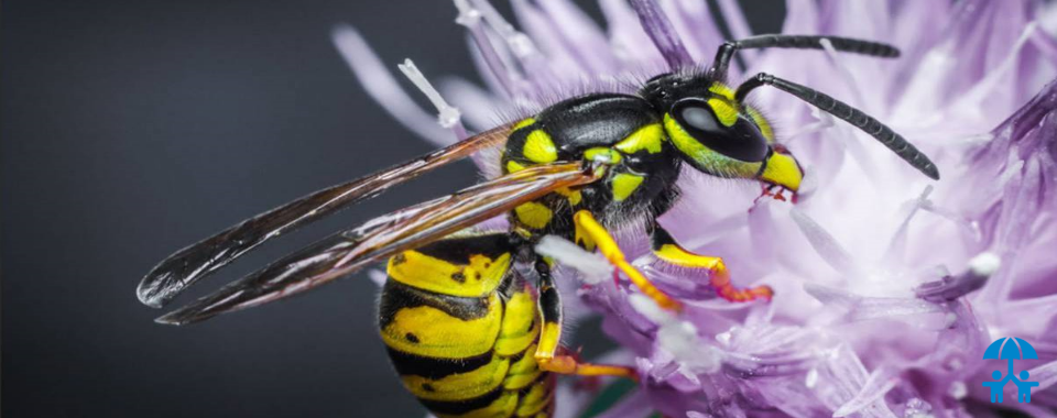 Как связаны осы и бумажно-беловая продукция?