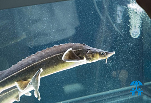 Как подводные роботы бренда «Океаника» формируют профессиональные навыки школьников?